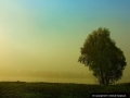 Fogy Dew