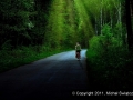 road by forest