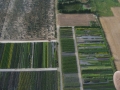 Piątkowski Uprawy