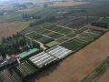 Piątkowski uprawa